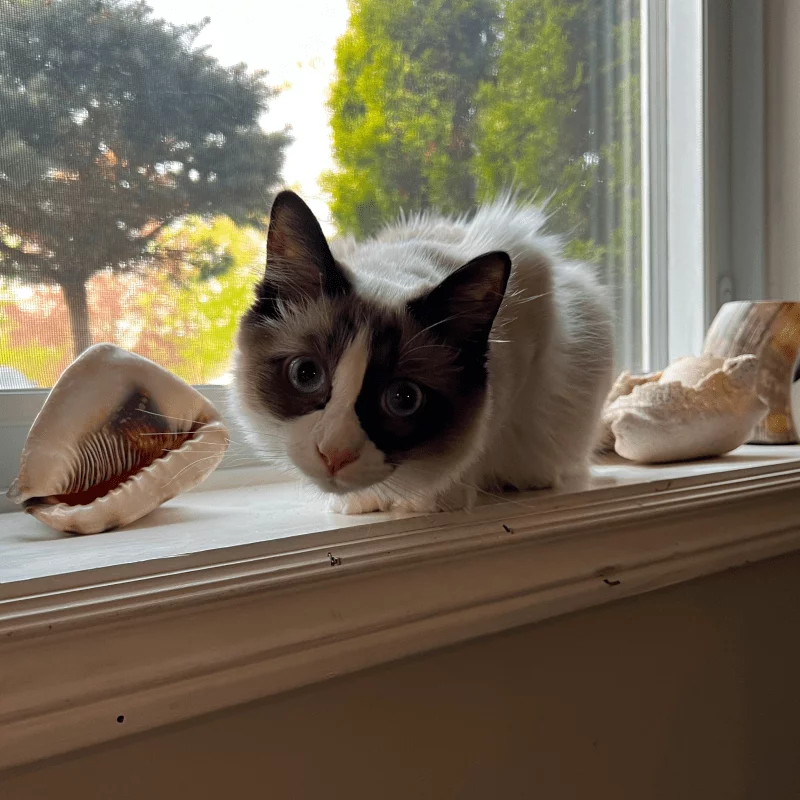 Echo Kindred Hope's Emotional Supportive Cat